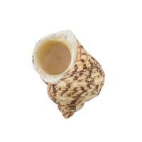 Ракушки декоративные ZLATKA / Blumentag 5 шт Turbo Chrysostomus DRF-024
