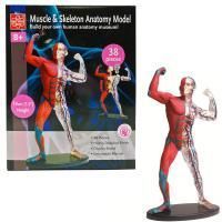 Анатомический набор Edu-Toys Muscle&Skeleton TT-SK056