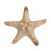 Звезда морская декоративная Blumentag 1 шт №01 натуральный MZF-001-01