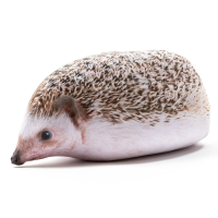 Игрушка-антистресс мягкая Tallula Еж африканский, 20 см UT-202001s