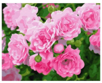 Картина по номерам: Кустовая роза 40 x 50 см CV-GX28850