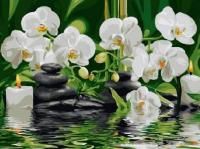 Картина по номерам: Орхидеи 30 x 40 см CV-EX5261