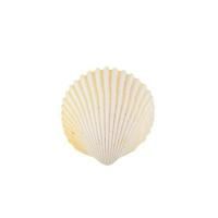 Ракушки декоративные ZLATKA / Blumentag 15 шт Cardium Flavus DRF-030