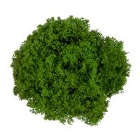 Мох стабилизированный окрашенный Королевский ягель №01 салатовый 45 г BMSP-45-01