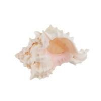 Ракушки декоративные ZLATKA / Blumentag 1 шт Pink Murex Asstd DRF-014 Б