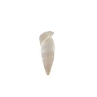 Ракушки декоративные ZLATKA / Blumentag 15 шт Cerethium Vertagus DRF-034