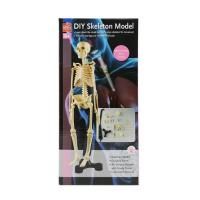 Сборная модель скелета Edu-Toys TT-SK038