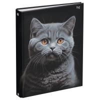 Тетрадь на кольцах 160л. A5 BG "Кот" глянцевая ламинация RE-ТТ5к160_лг_62925