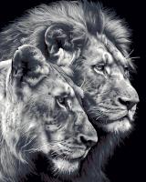 Набор для раскрашивания по номерам (холст на подрамнике) ФРЕЯ 50 х 40 см "Черно-белые львы" PNB/PL-367