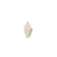 Ракушки декоративные ZLATKA / Blumentag 100 г ± 5 г Nassa Cooked (White) DRF-008