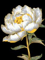 Набор для раскрашивания по номерам (черный холст, с краской-металлик) ФРЕЯ 40 х 30 см "Золотой пион" PNB/PMB-307