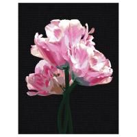 Картина по номерам на черном холсте ТРИ СОВЫ "Розовые цветы" 30 x 40 см, краски и кисть RE-КХп_48141