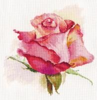 Набор для вышивания "Алиса" Дыхание розы. Очарование 24 х 24 см 2-39