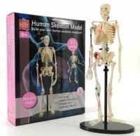 Анатомический набор Edu-Toys Скелет 24 см TT-SK057