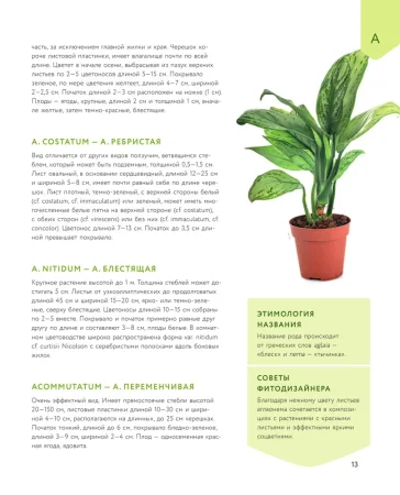 Книга: Зеленый оазис. Комнатные растения от А до Я EKS-987863