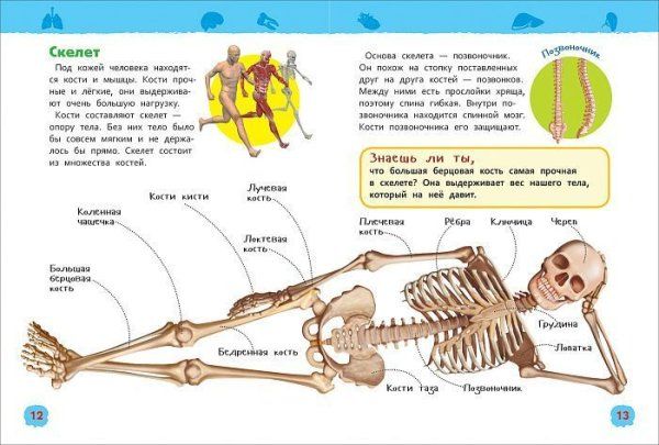 Книга: Тело человека (Энциклопедия для детского сада) ROS-32824