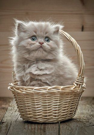 Пазл 2000 элементов ФРЕЯ "Котенок в корзине" PZL-2000/15