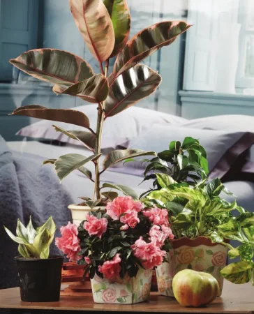 Книга: Зеленый оазис. Комнатные растения от А до Я EKS-987863