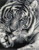 Кристальная (алмазная) мозаика ФРЕЯ на подрамнике "Черно-белый тигр" 40 х 50 см ALPD-128