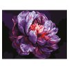 Картина по номерам на картоне ТРИ СОВЫ "Сиреневый пион" 30 x 40 см с акриловыми красками и кистями RE-КК3040_57382