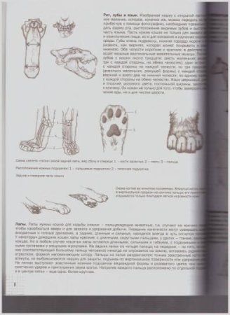 Книга Э: Кошки: Рисуем по сеткам 978-5-04-097529-7