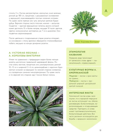 Книга: Зеленый оазис. Комнатные растения от А до Я EKS-987863