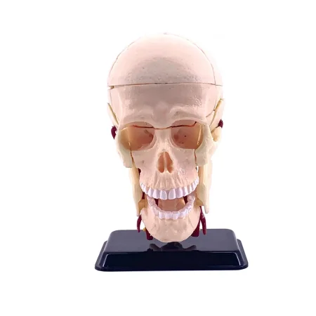 Анатомический набор Edu-Toys Голова TT-SK010