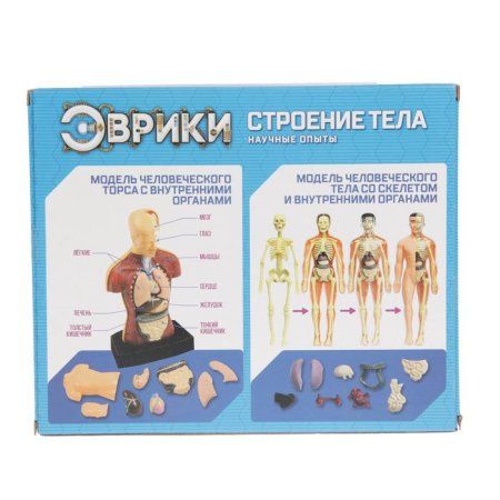 Набор для опытов ЭВРИКИ "Строение тела" №SL-00702B 2772939