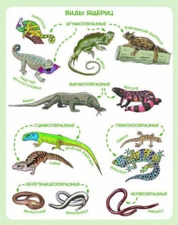 Книга: Динозавры и другие пресмыкающиеся MIF-692928