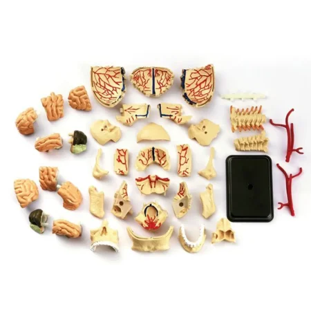 Анатомический набор Edu-Toys Голова TT-SK010