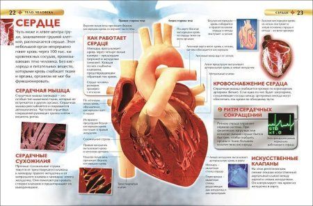 Книга: Тело человека. Детская энциклопедия ROS-17352