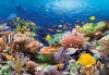 Пазл Castorland 1000 CORAL REEF FISHES C-101511