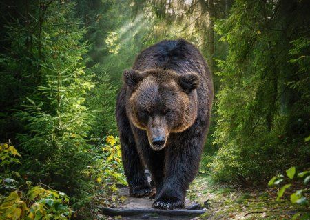 Пазл 1500 элементов ФРЕЯ "Медведь гризли на охоте" PZL-1500/27