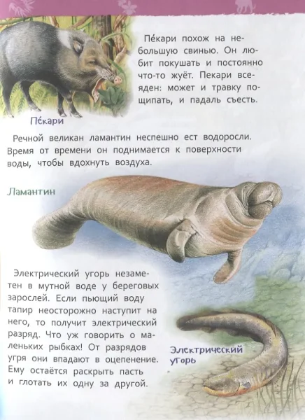 Книга: Джунгли (Энциклопедия для детского сада) ROS-35067