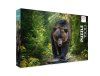 Пазл 1500 элементов ФРЕЯ "Медведь гризли на охоте" PZL-1500/27