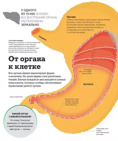 Книга: Как работает тело MIF-469278