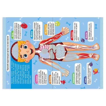 Наклейки набор "Тело человека" 2 шт по 16 стр. SIM-4859821