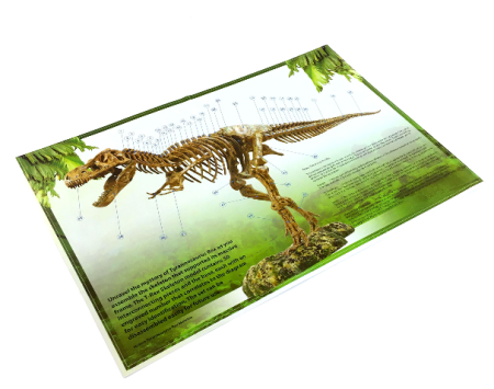 Набор анатомический Edu-Toys Скелет динозавра T-Rex 91 см VT026