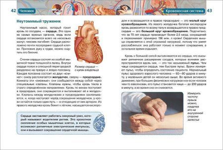 Книга: Человек (ДЭР) ROS-9433