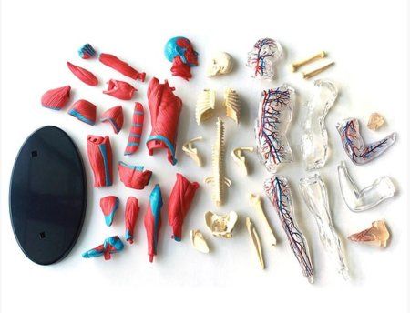 Анатомический набор Edu-Toys Muscle&Skeleton TT-SK056