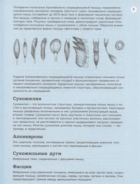 Книга: Анатомия для художников. Практический курс EKS-998876