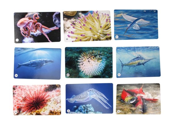 Настольная игра: Десятое королевство "Мемо. Водный мир" 50 карточек KOR-03593