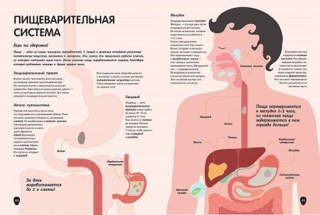 Книга: Тело человека. Визуальный гид ROS-36713 Книга: Тело человека. Визуальный гид ROS-36713