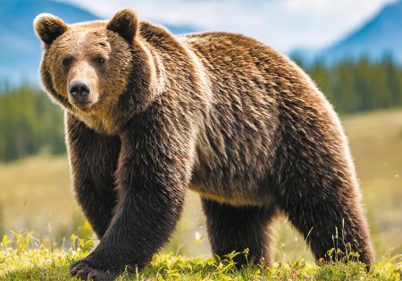 Пазл 2000 элементов ФРЕЯ "Медведь среди гор" PZL-2000/44