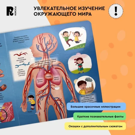 Книга: Тело человека. Энциклопедия с окошками ROS-41699