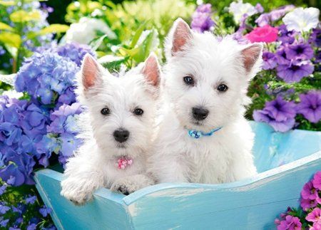 Пазл Castorland 200 Premium Щенки B-222032