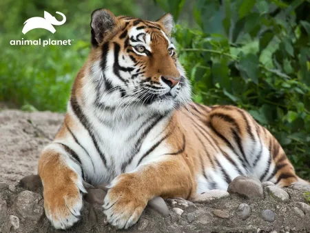 Стерео-пазл Prime 3D "Тигр" 1000 деталей, 6+ JZL-16103