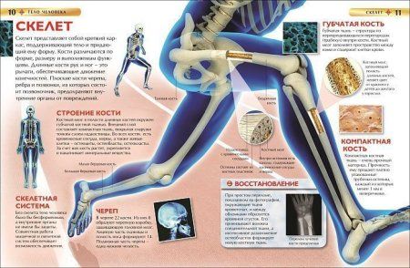 Книга: Тело человека. Детская энциклопедия ROS-17352
