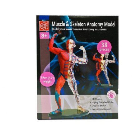 Анатомический набор Edu-Toys Muscle&Skeleton TT-SK056