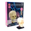 Анатомический набор Edu-Toys Голова TT-SK010